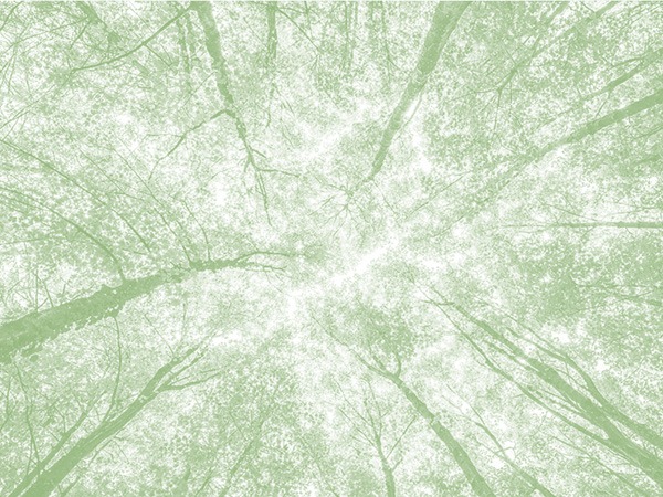 Photo in green tone of treetops seen from bottom to top.