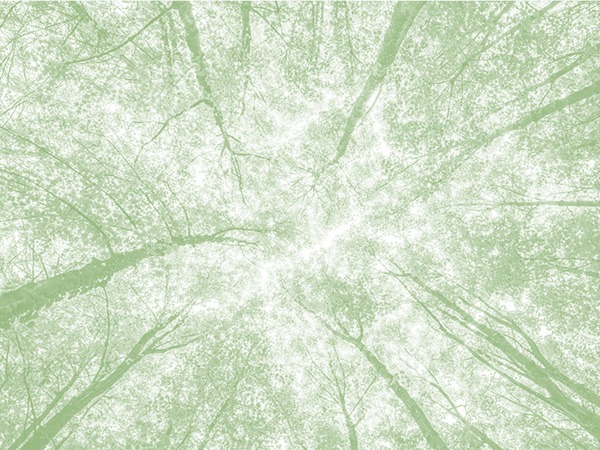 Foto em tom verde de copas de árvores vistas de baixo para cima.